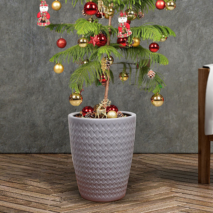 Araucaria Plant With Christmas Dcor