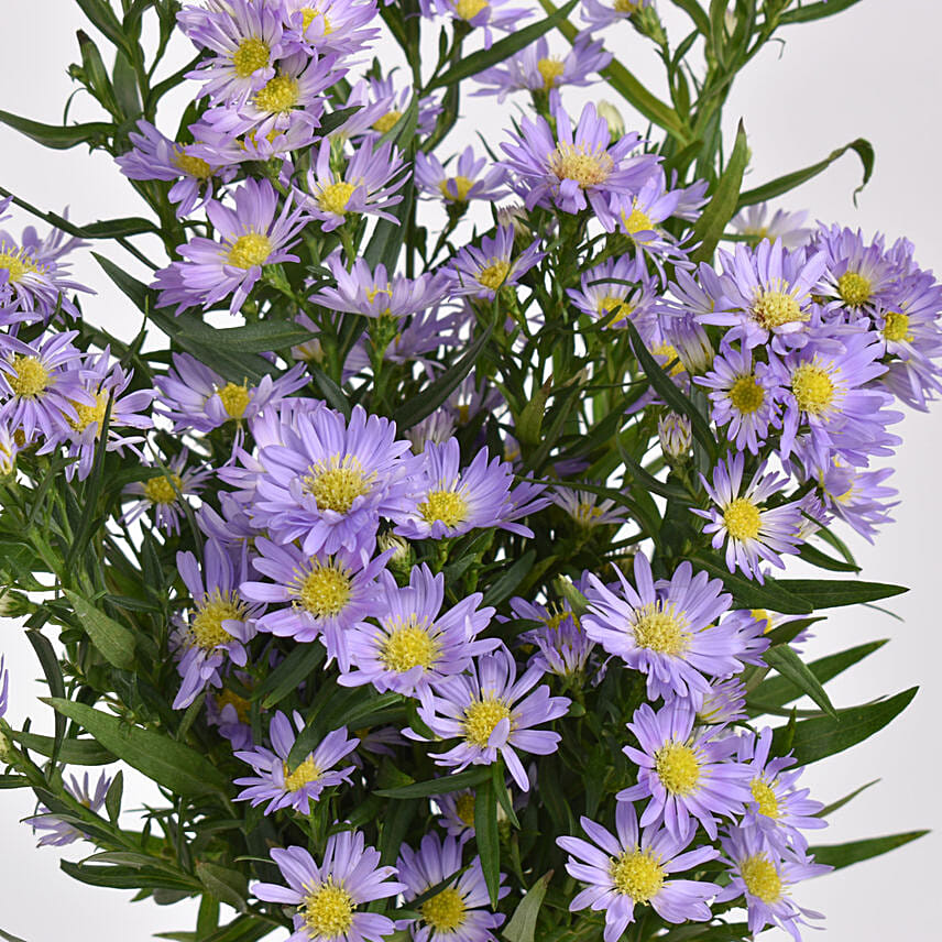 Aster Flower Elegance Birthday Wish with Cake