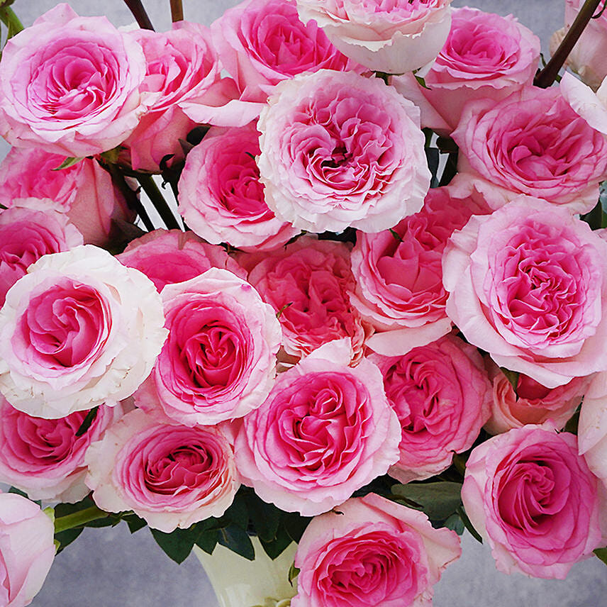 Astonishing Roses Beauty