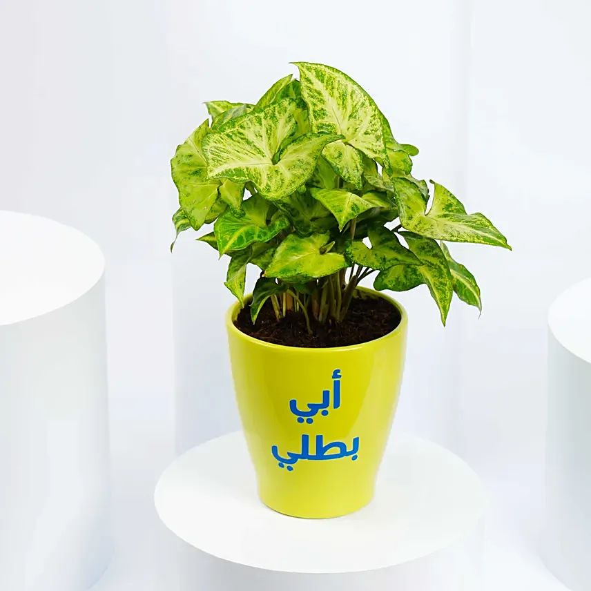 نبتة سنجونيوم جميلة في وعاء أسود مخصص للأب