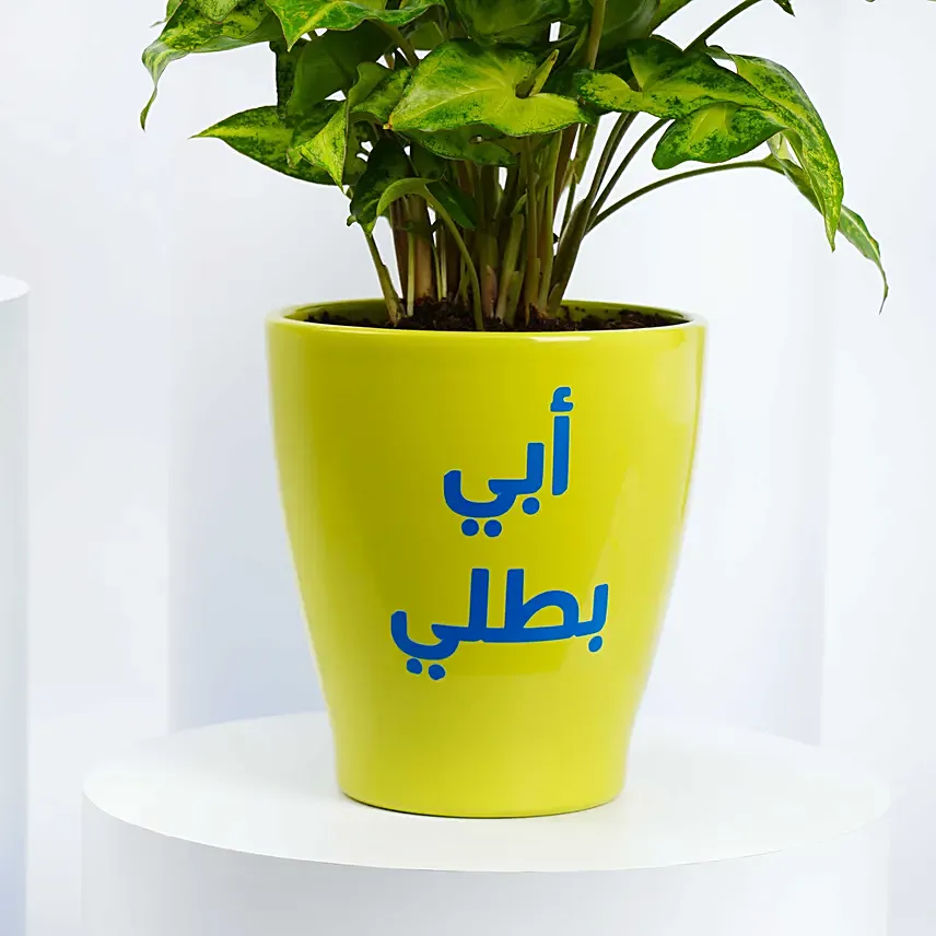 نبتة سنجونيوم جميلة في وعاء أسود مخصص للأب
