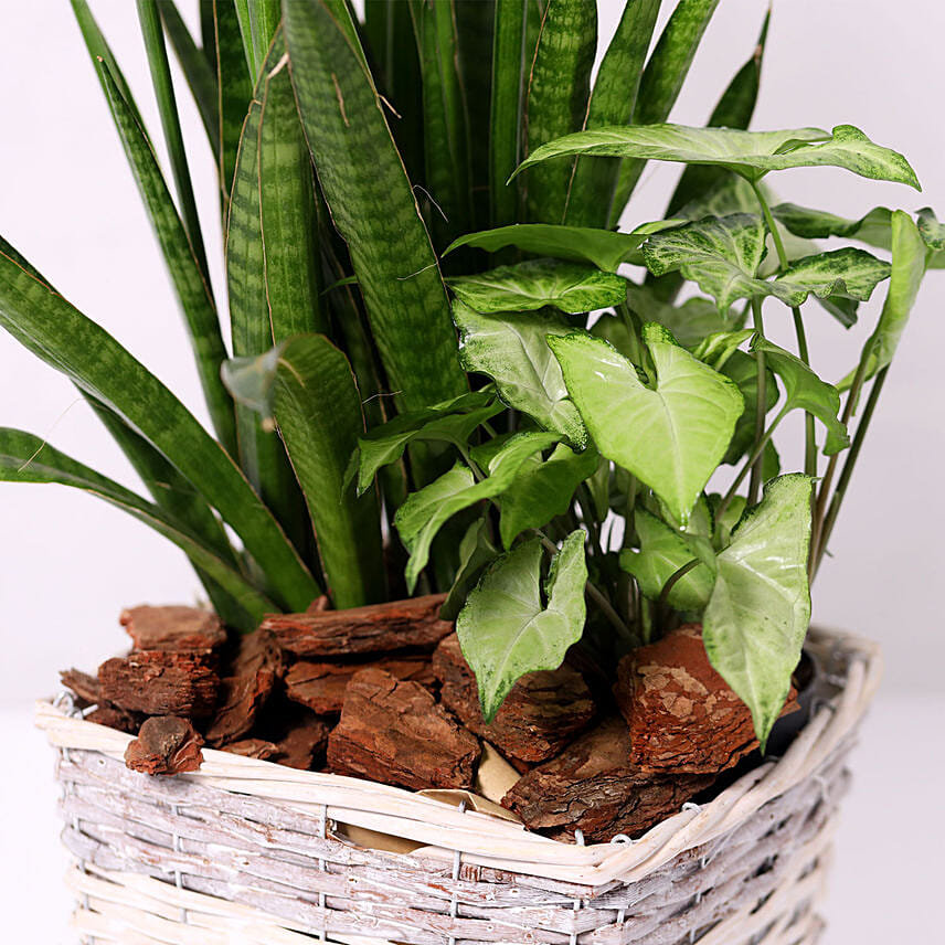 Basket of Sansevieria and Syngonium Plants