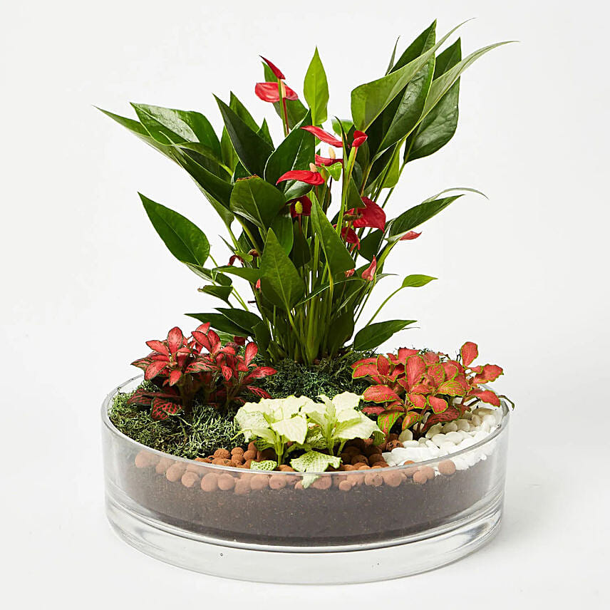 Beautiful desktop garden