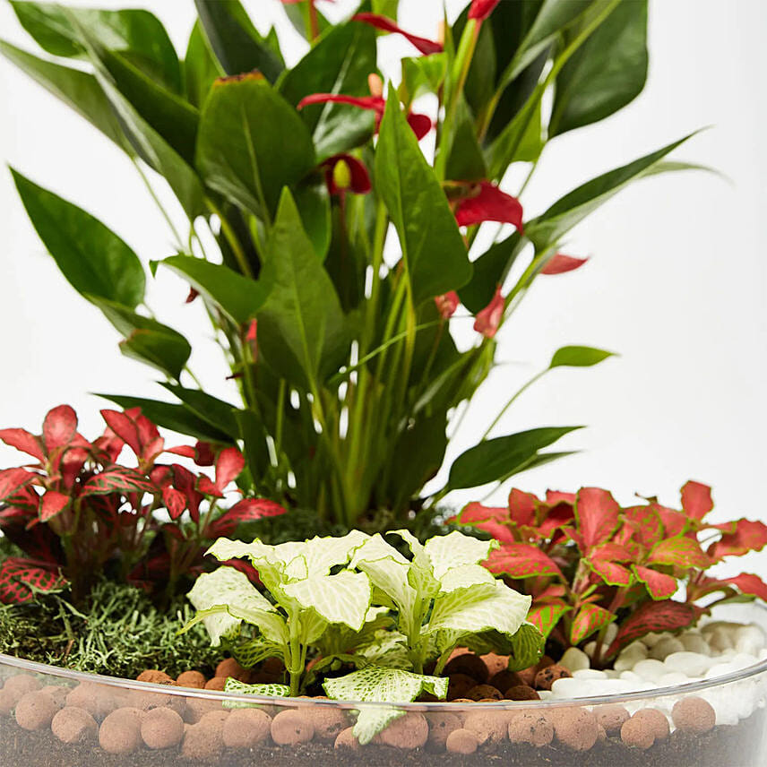 Beautiful desktop garden