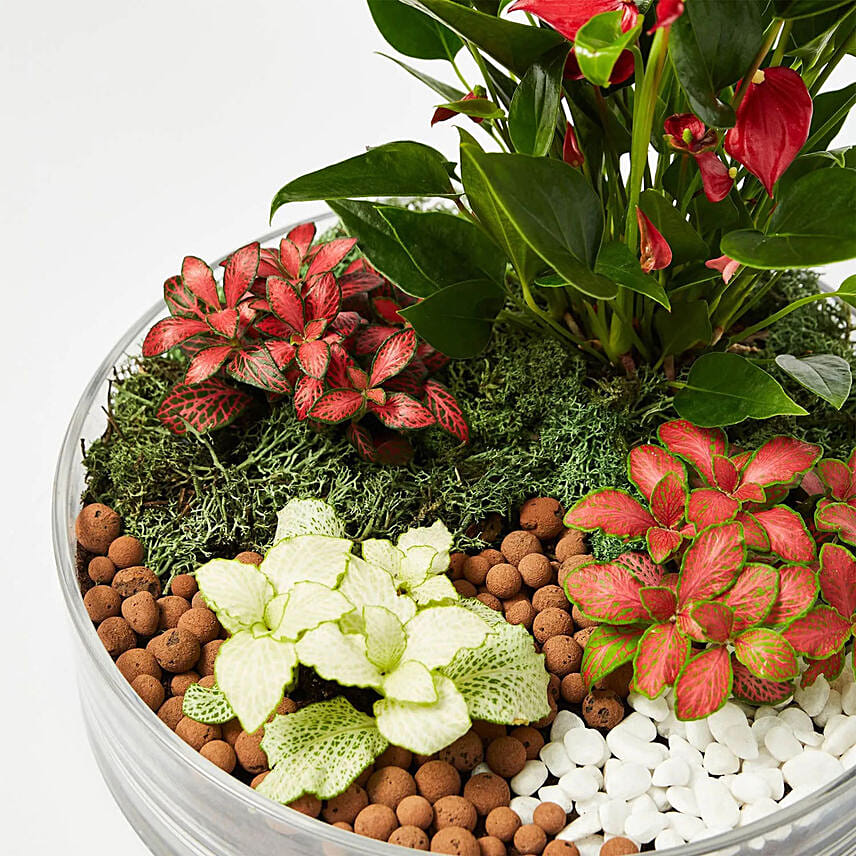 Beautiful desktop garden