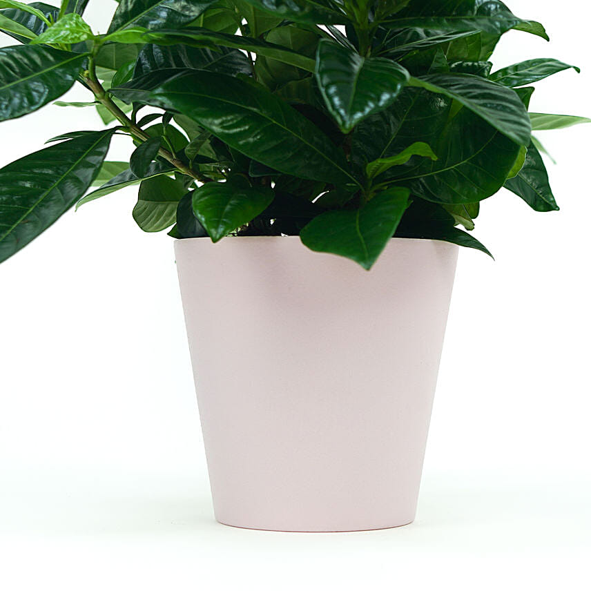 Beautiful Gardenia Jasmine Plant