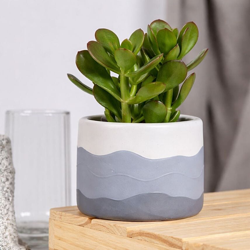 Birthday Wishes with Crassula Ovata Plant