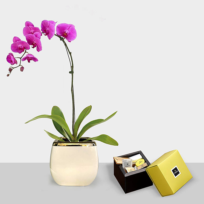 Blooming Single Stem Purple Orchid N Patchi Chocolates