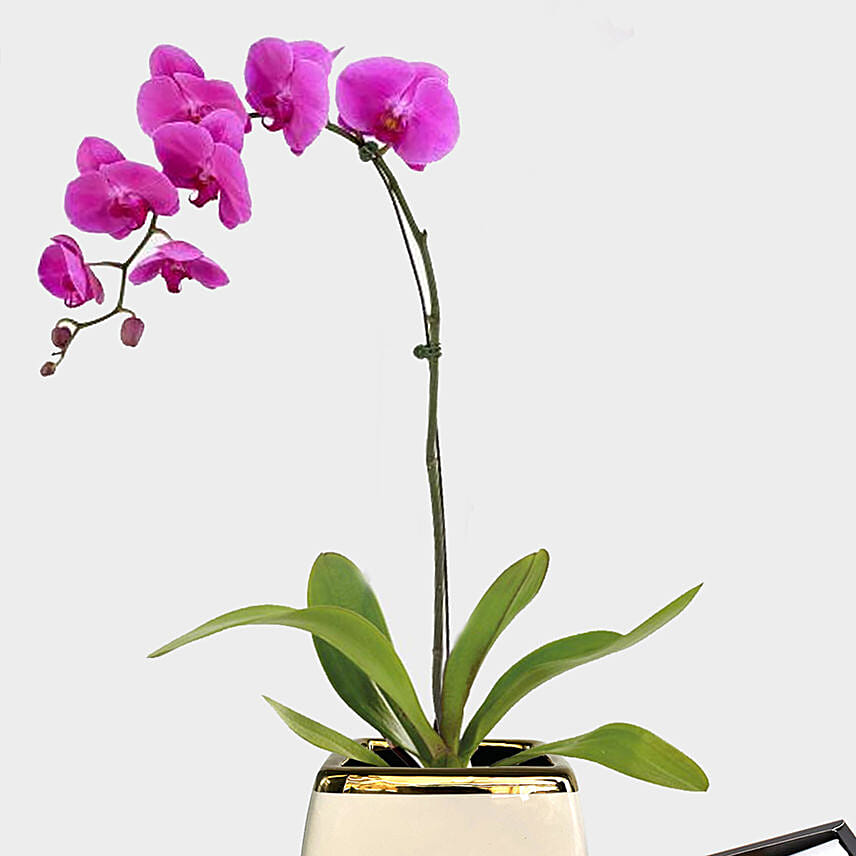 Blooming Single Stem Purple Orchid N Patchi Chocolates