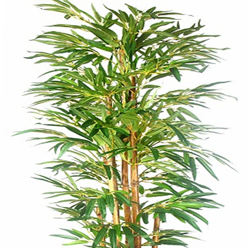Buddha Bamboo Plant Pot