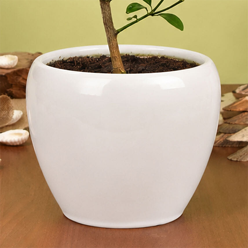 Calamansi or Lemon Plant