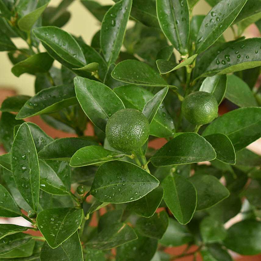 Calamansi or Lemon Plant