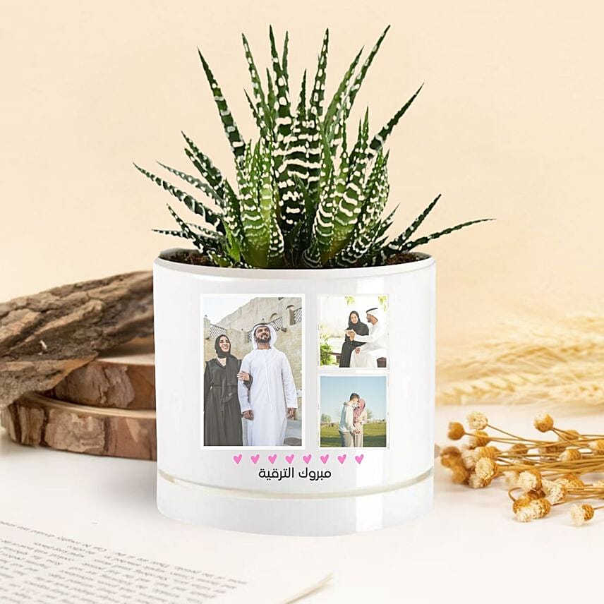 Celebrating Achievements Echeveria Plant In A Vase