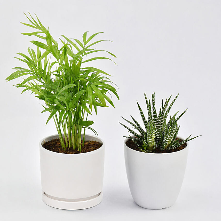 Chamadorea and Haworthia in Pots