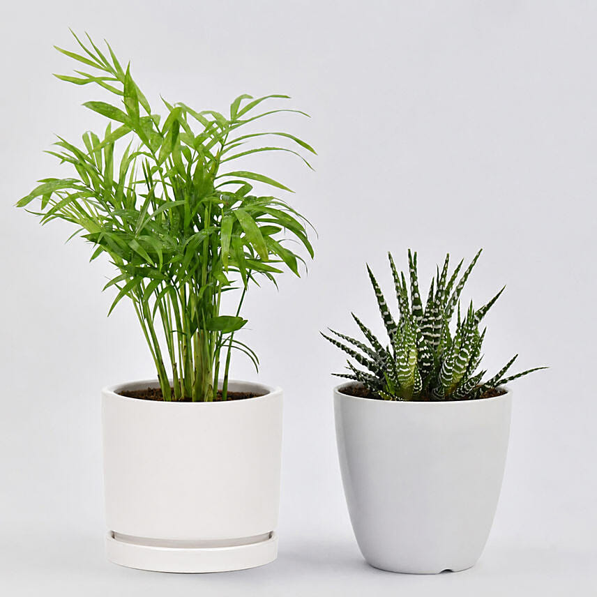 Chamadorea and Haworthia in Pots