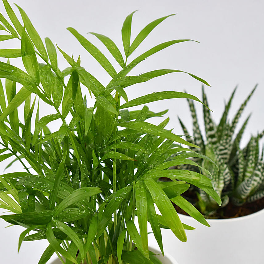 Chamadorea and Haworthia in Pots