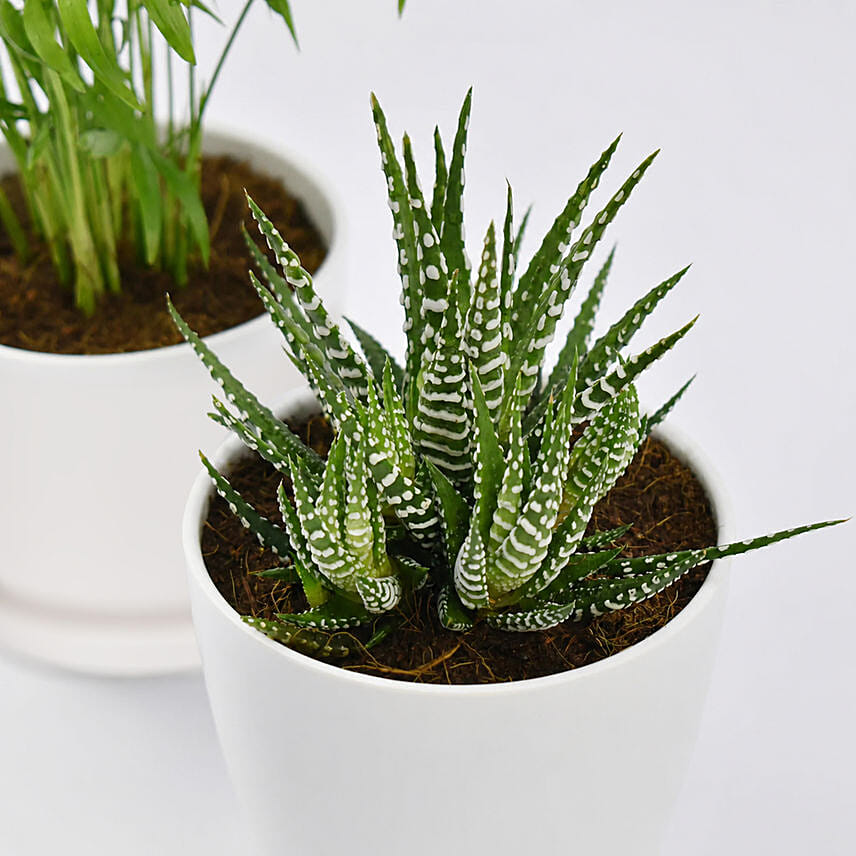 Chamadorea and Haworthia in Pots