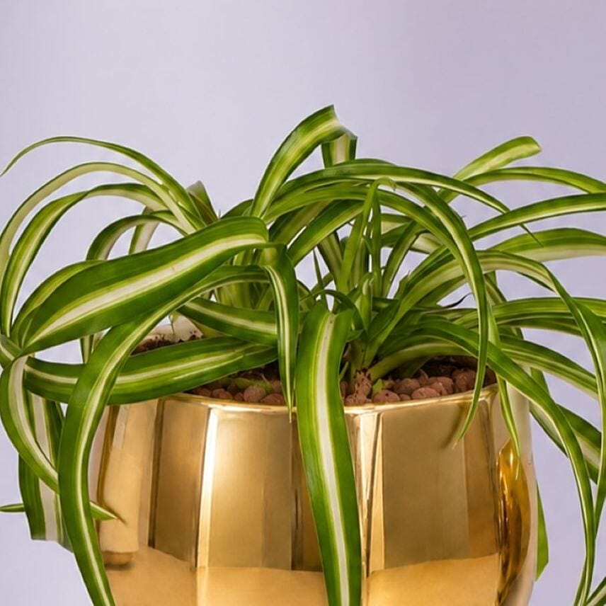 Chlorophytum or Spider Plant