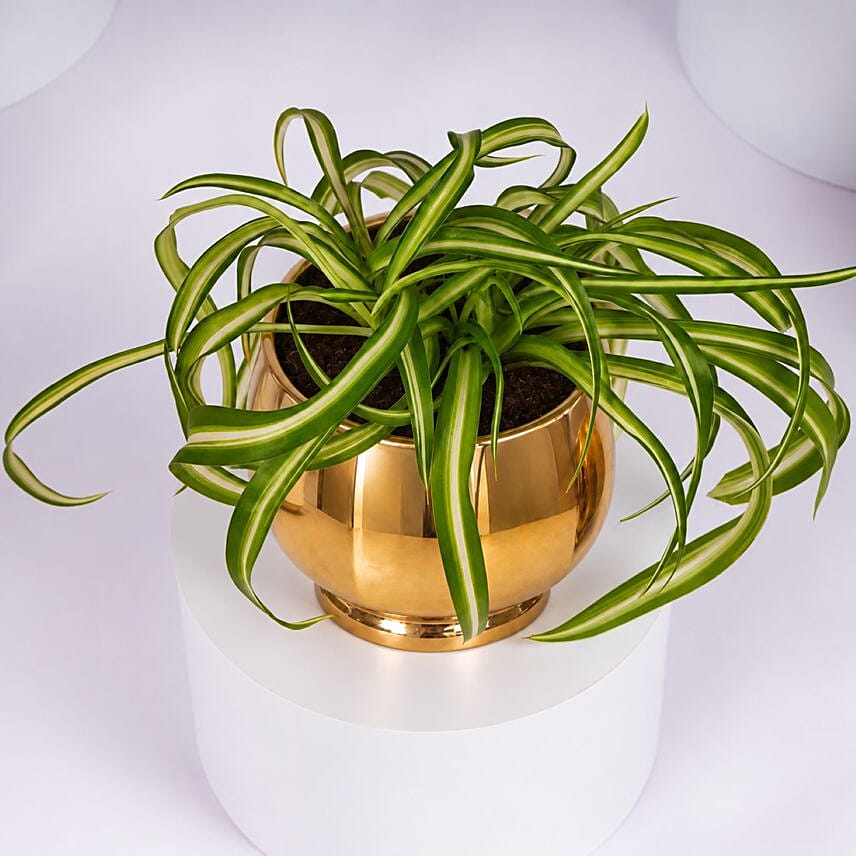 Chlorophytum or Spider Plant