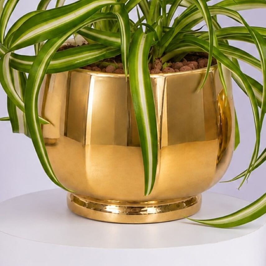 Chlorophytum or Spider Plant