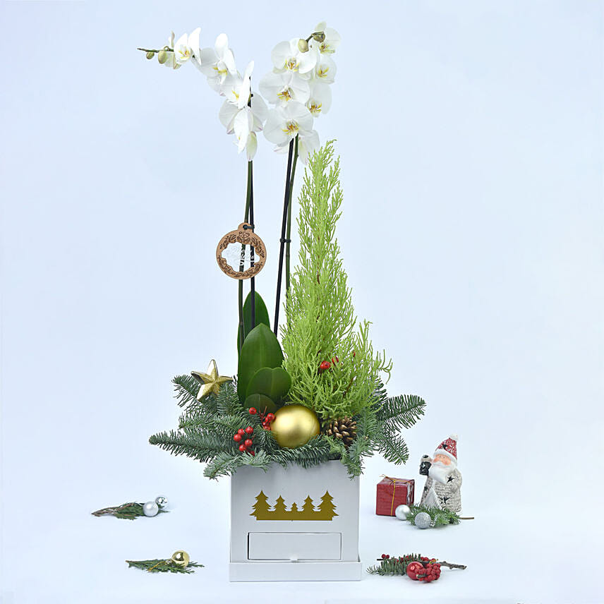 Christmas Orchid and Tree in a Box
