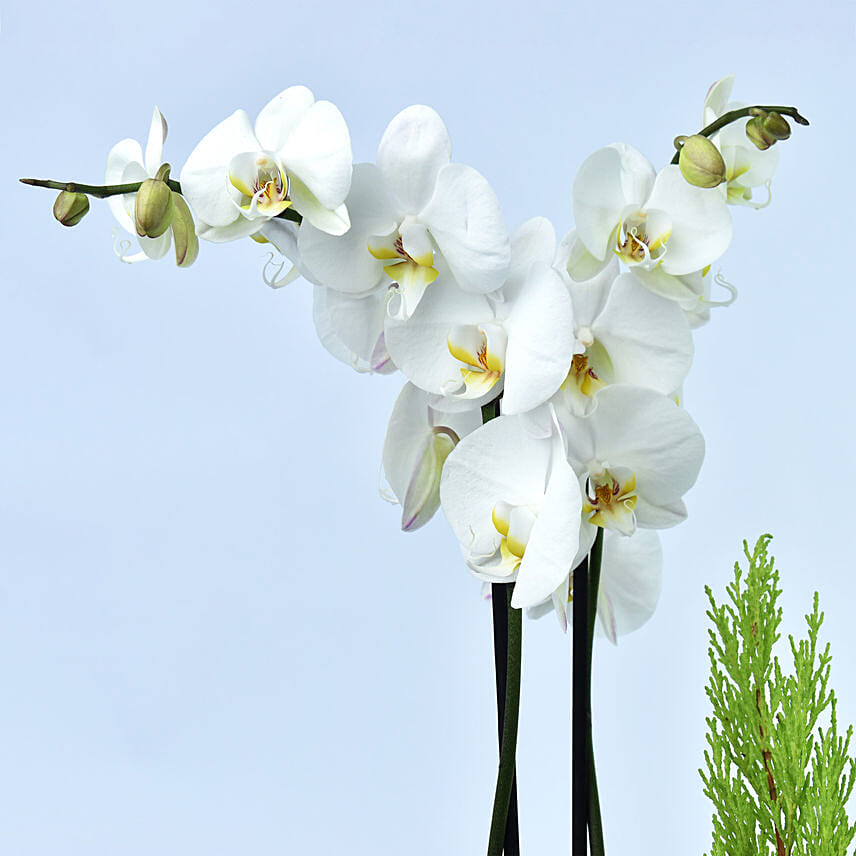 Christmas Orchid and Tree in a Box