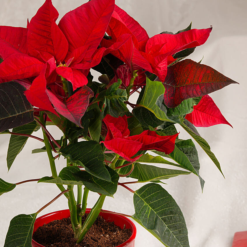Christmas Poinsettia