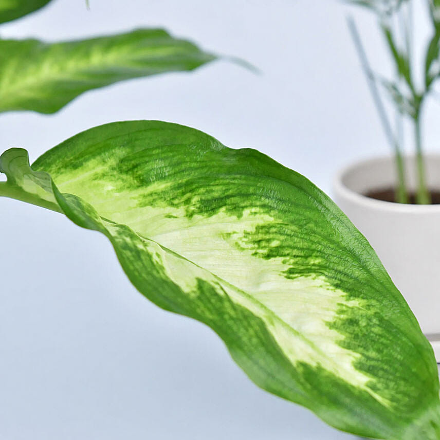 Combo Of Beautiful Indoor Plants
