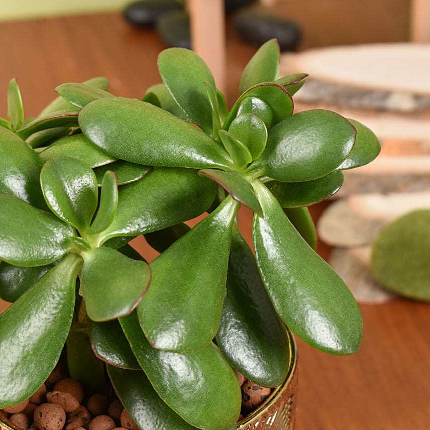 Crassula Ovata Good Luck Plant