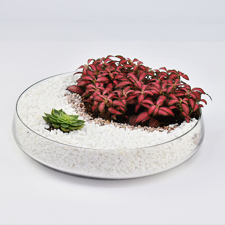 Crescent Moon Dish Garden