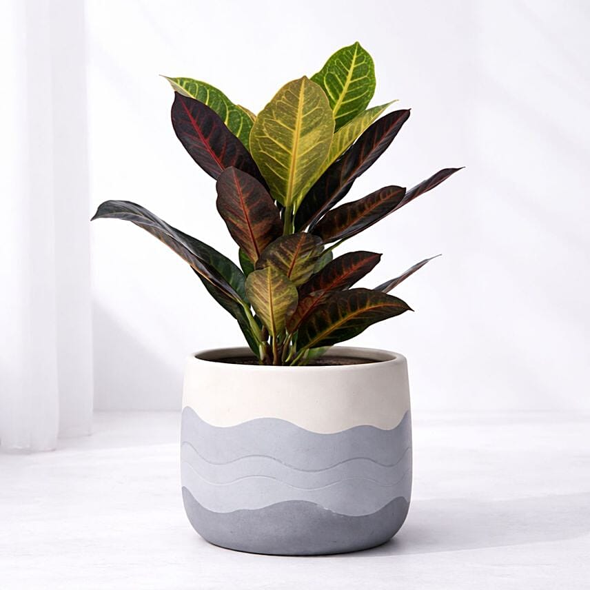 Croton Plant Medium
