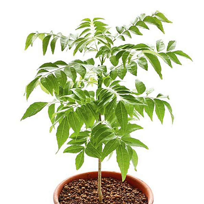 Curry Plant Pot