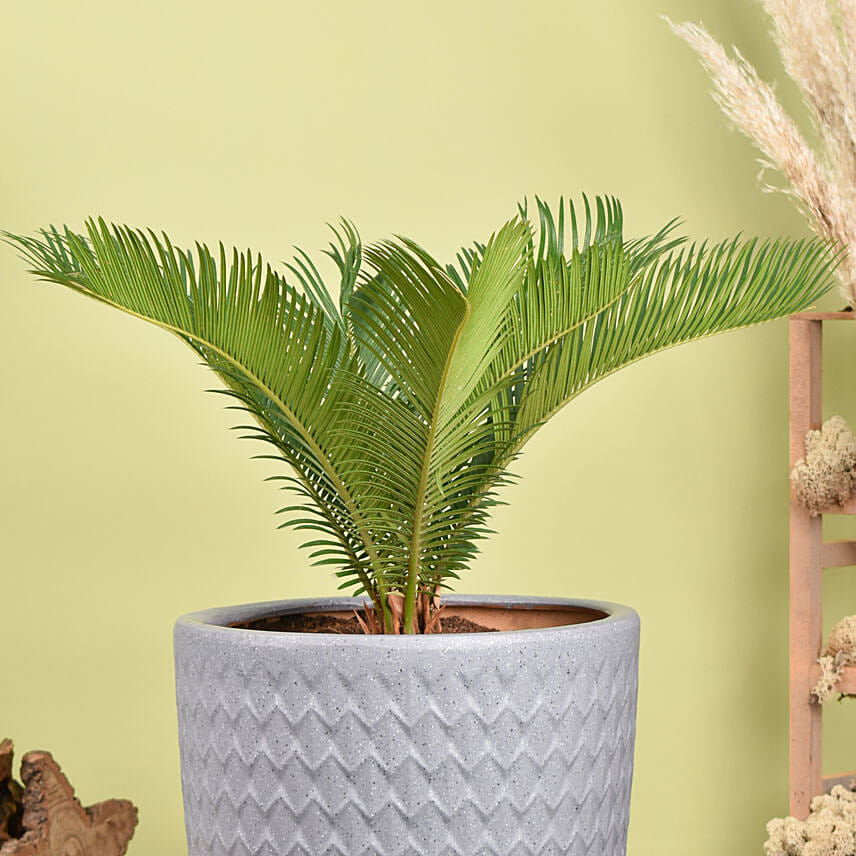 Cycas Palm Plant Medium in Ceramic Plant