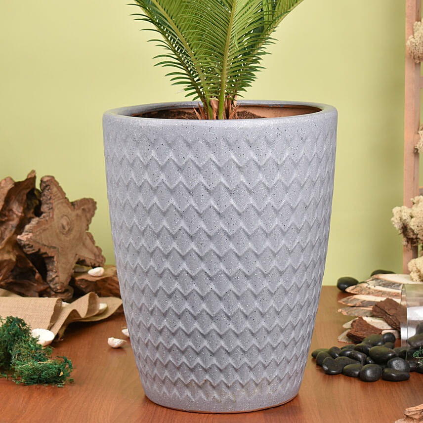 Cycas Palm Plant Medium in Ceramic Plant