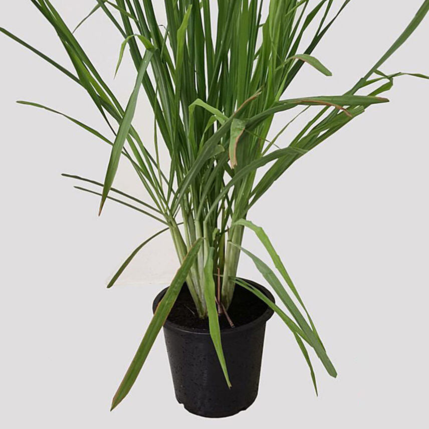 Cymbopogon Plant Pot