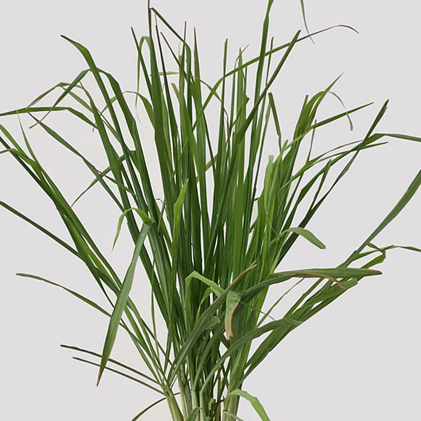 Cymbopogon Plant Pot