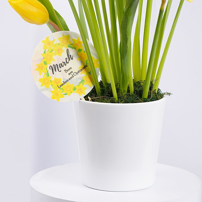 Daffodils and Tulips Pot