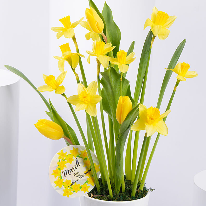Daffodils and Tulips Pot