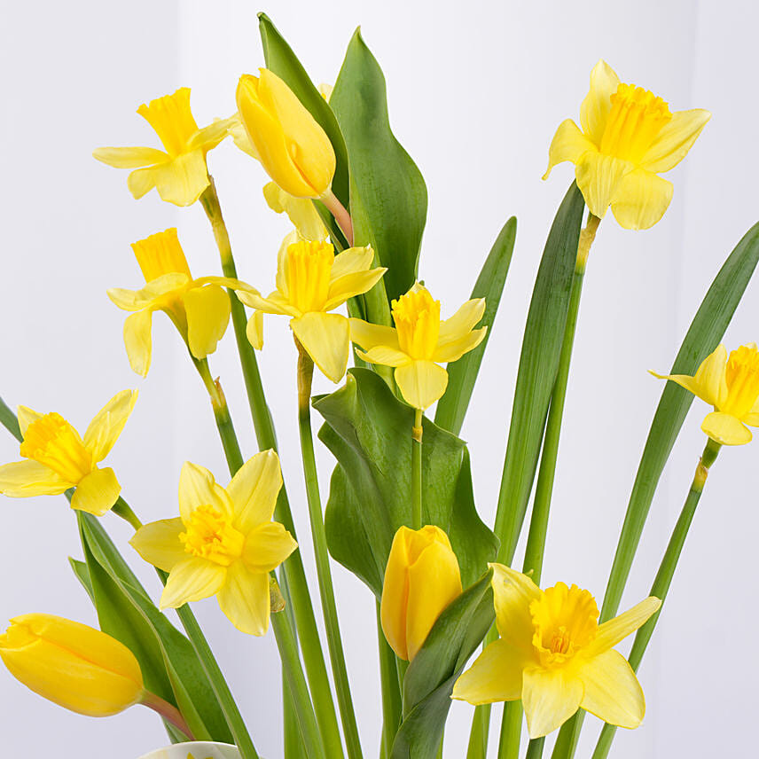 Daffodils and Tulips Pot