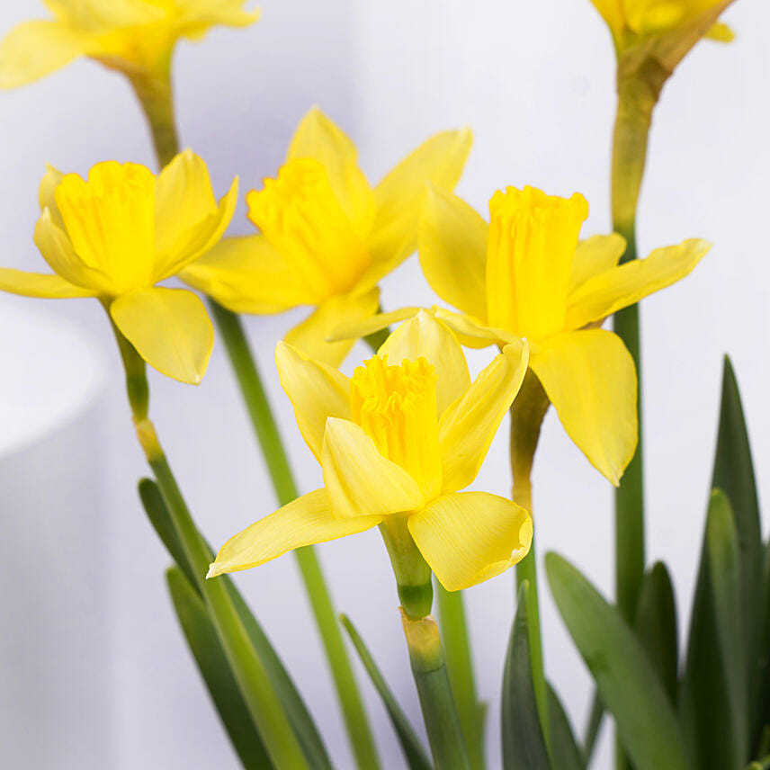 Daffodils Vase Arrangement for Birthday