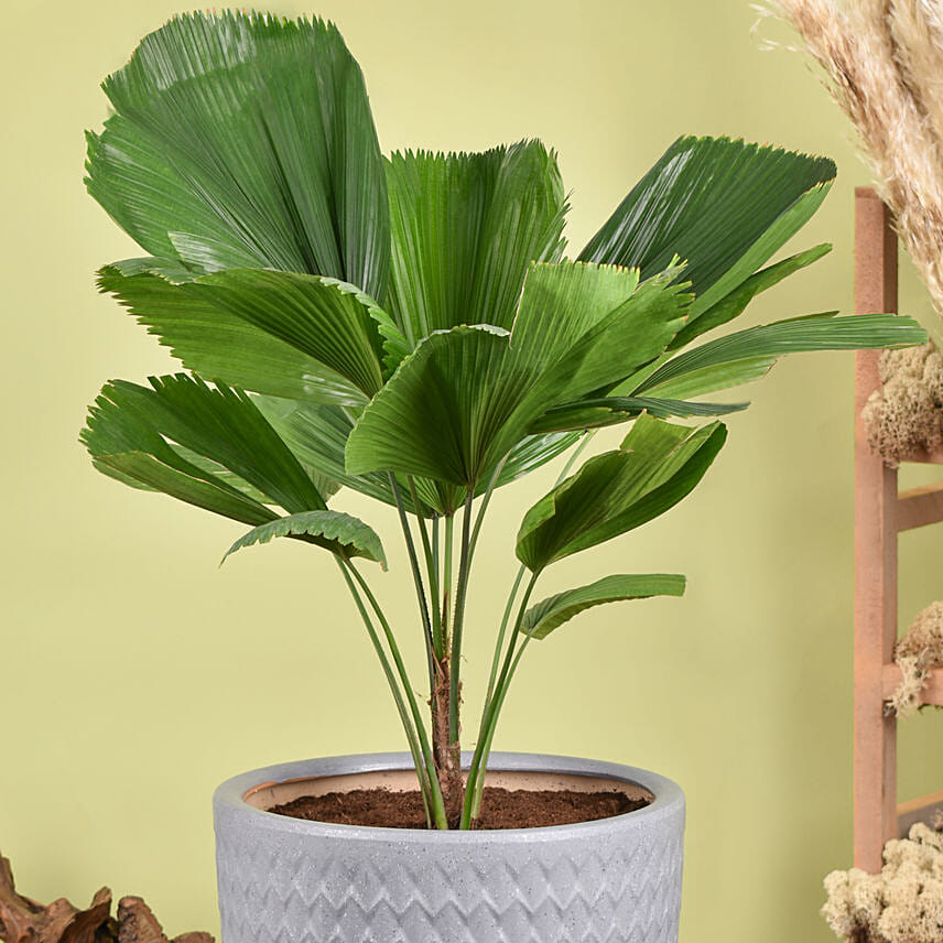 Decorative Fiji Fan Palm Plant