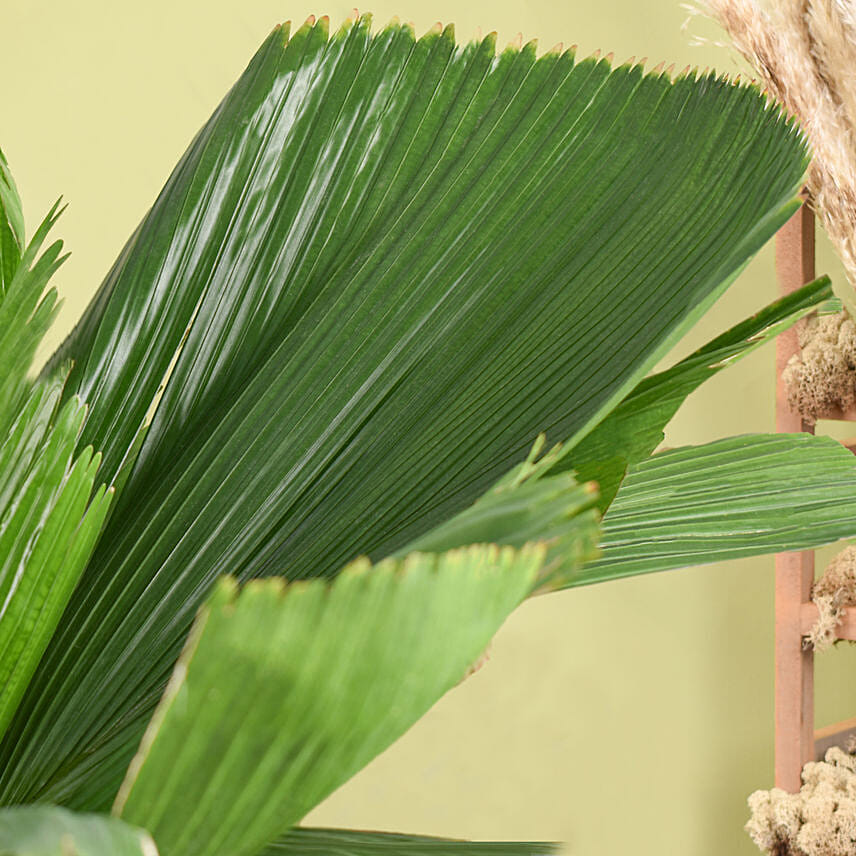 Decorative Fiji Fan Palm Plant