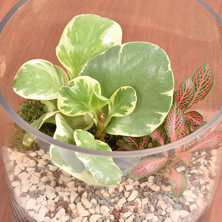 Decorative Mini Plants in Glass Planter