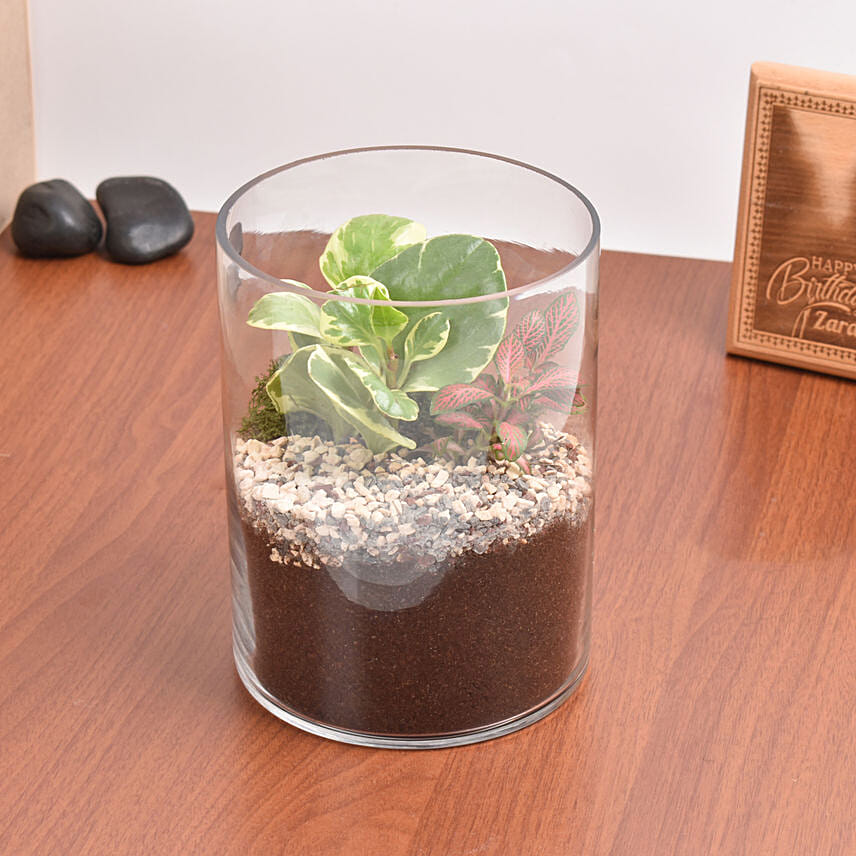 Decorative Mini Plants in Glass Planter
