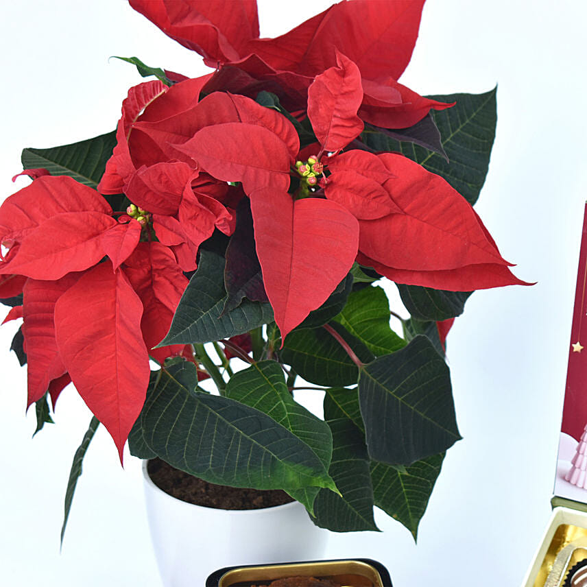 Delicious Treats and Poinsettia Combo