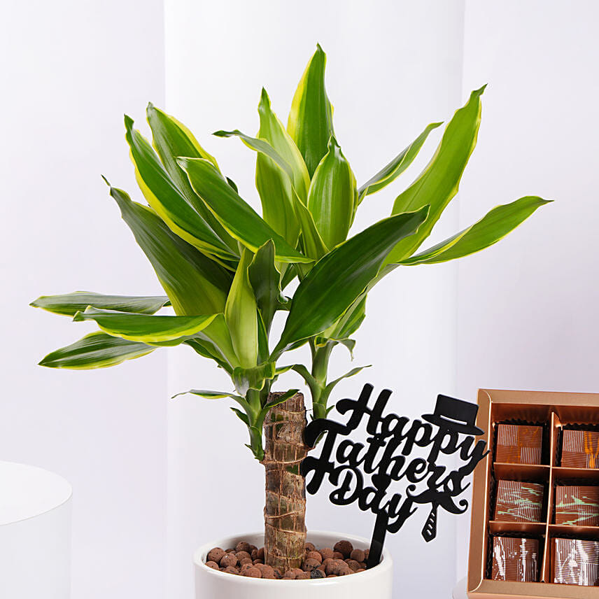Delight Plant N Chocolate Gift Set Father Day Edition