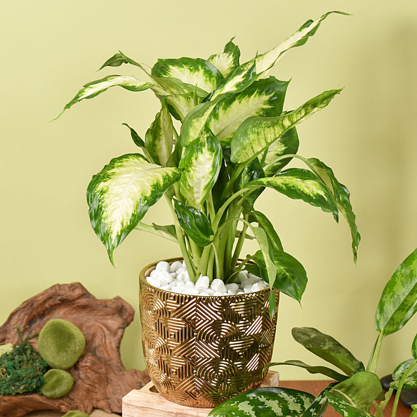 Dieffenbachia and Maria Aglaonema Plant Beauty