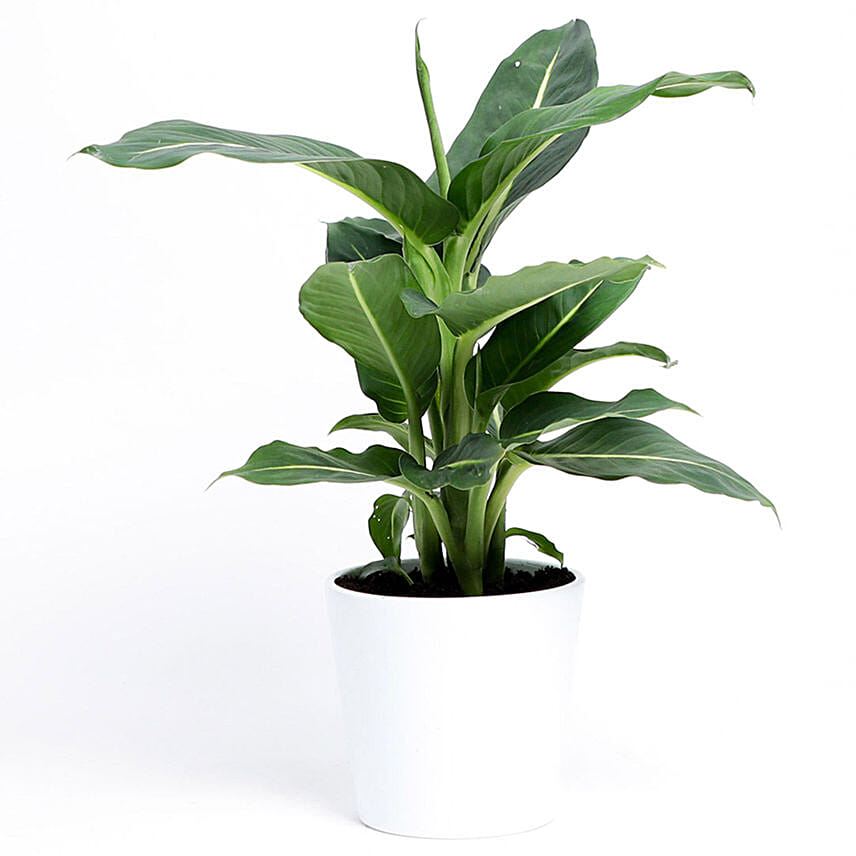 Dieffenbachia Green Magic in White Pot