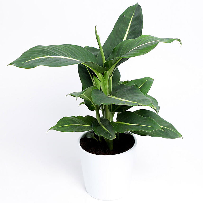 Dieffenbachia Green Magic in White Pot