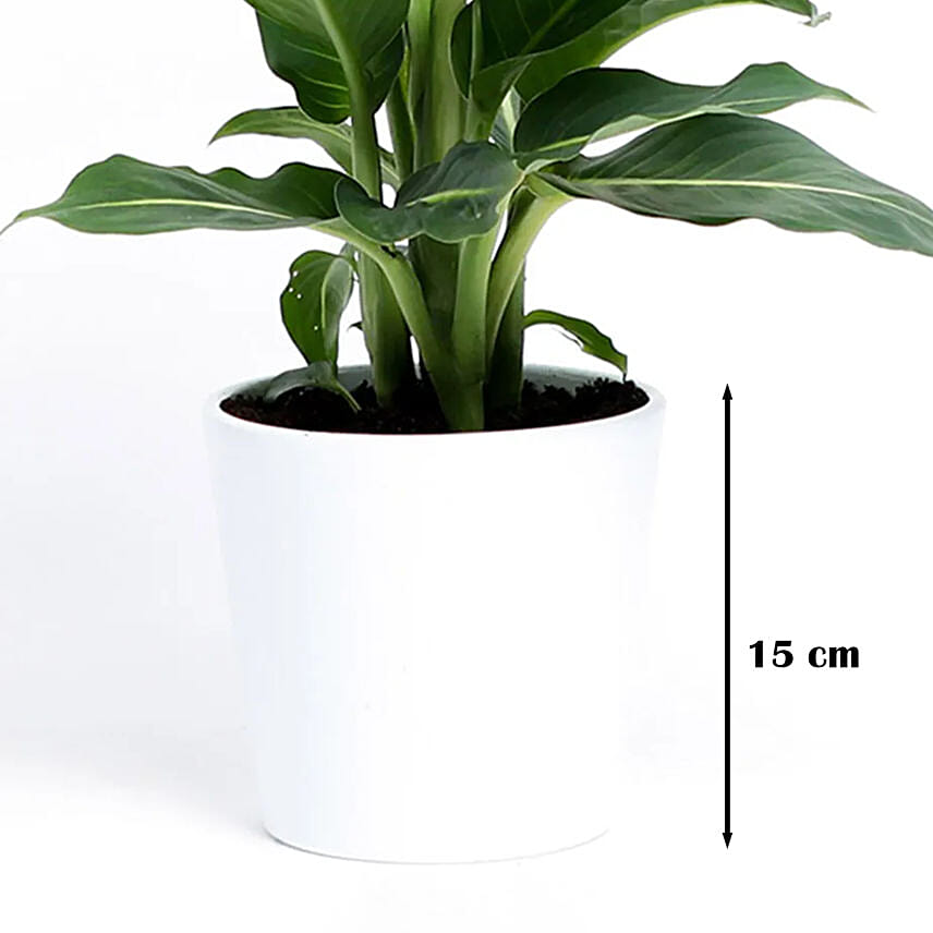 Dieffenbachia Green Magic in White Pot